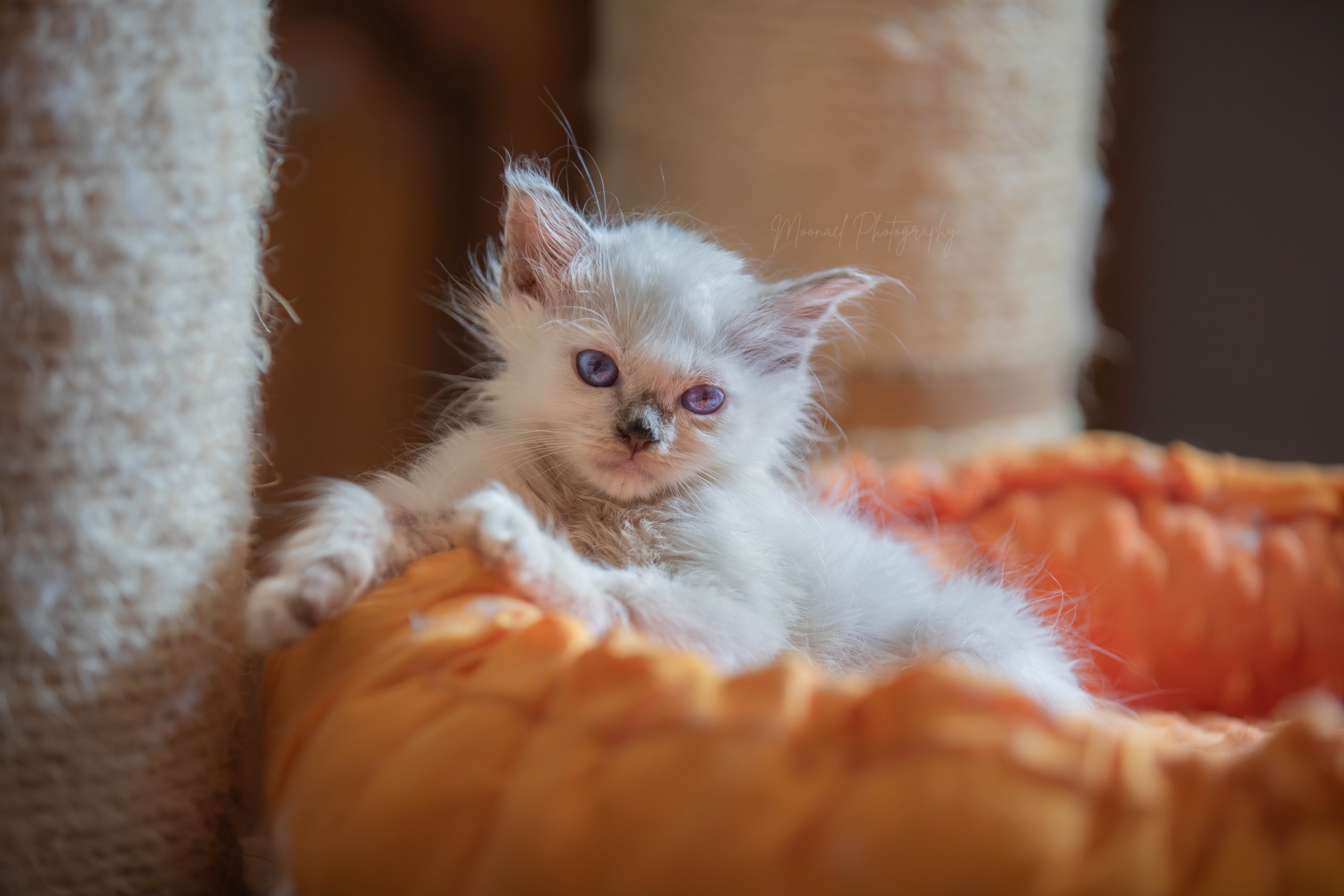 Photo de ABBY LILAC POINT